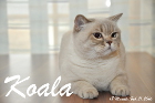 MagicMoments Koala
