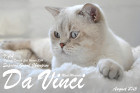 TICA Regional Europa Süd Winner 2014 Supreme Grand Champion MagicMoments DaVinci