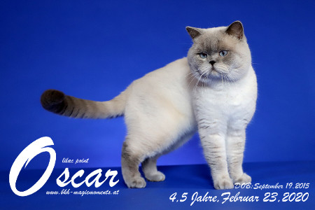 Regional Winner Supreme Grand Champion MagicMoments Oscar