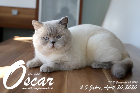 Regional Winner Supreme Grand Champion MagicMoments Oscar