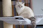 George ist 12 Monate alt ( 22.08.2021 )