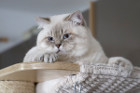 George ist 12 Monate alt ( 22.08.2021 )