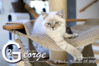 George ist 12 Wochen alt ( 08.11.2020 )