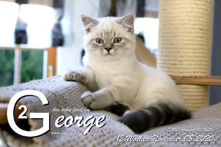 George ist 12 Wochen alt ( 08.11.2020 )