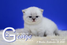 George ist 3 Wochen alt ( 05.09.2020 )