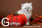 George ist 5 Wochen alt ( 20.09.2020 )