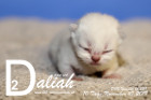 Daliah ist 10 Tage alt ( 10.11.2019 )
