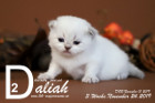 Daliah ist 3 Wochen alt ( 24.11.2019 )