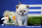 Fernanda ist 4 Wochen alt ( 09.05.2020 )