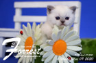 Forrest ist 4 Wochen alt ( 09.05.2020 )