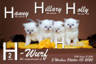 Unser H2-Wurf ist 5 Wochen alt ( 03.10.2020 )