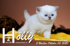 Holly ist 5 Wochen alt ( 03.10.2020 )