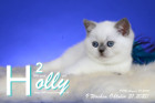 Holly ist 9 Wochen alt ( 31.10.2020 )