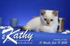 Kathy ist 10 Wochen alt ( 18.07.2021 )
