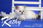 Kathy ist 6 Wochen alt ( 19.06.2021 )
