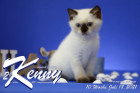 Kenny ist 10 Wochen alt ( 18.07.2021 )