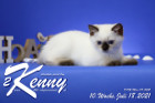 Kenny ist 10 Wochen alt ( 18.07.2021 )