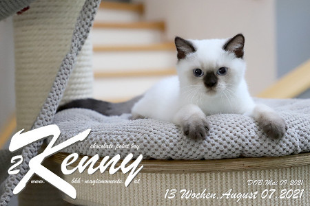 Kenny ist 13 Wochen alt ( 07.08.2021 )