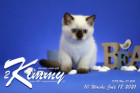 Kimmy ist 10 Wochen alt ( 18.07.2021 )