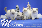 Unser M2-Wurf ist in der 11.Lebenswoche ( 11.12.2021 )
