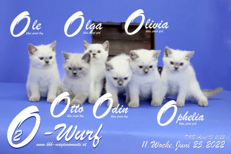 Unser O2-Baerchen sind in der 11.Lebenswoche ( 25.06.2022 )