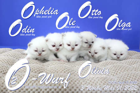 Unser O2-Wurf ist in der 3.Lebenswoche ( 01.05.2022 )