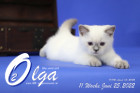 Olga ist in der 11.Lebenswoche ( 25.06.2022 )