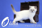 Olivia ist in der 11.Lebenswoche ( 25.06.2022 )