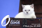 Olivia ist in der 11.Lebenswoche ( 25.06.2022 )