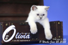 Olivia ist in der 11.Lebenswoche ( 25.06.2022 )