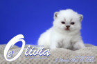 Olivia ist in der 3.Lebenswoche ( 01.05.2022 )