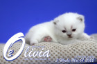 Olivia ist in der 3.Lebenswoche ( 01.05.2022 )