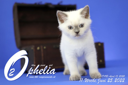 Ophelia ist in der 11.Lebenswoche ( 25.06.2022 )