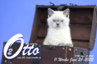 Otto ist in der 11.Lebenswoche ( 25.06.2022 )