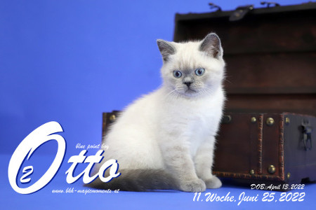 Otto ist in der 11.Lebenswoche ( 25.06.2022 )