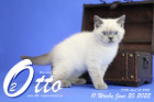 Otto ist in der 11.Lebenswoche ( 25.06.2022 )