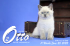Otto ist in der 11.Lebenswoche ( 25.06.2022 )