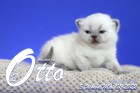 Otto ist in der 3.Lebenswoche ( 01.05.2022 )