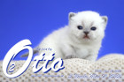 Otto ist in der 3.Lebenswoche ( 01.05.2022 )
