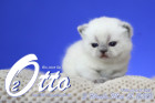 Otto ist in der 3.Lebenswoche ( 01.05.2022 )