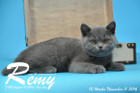 Remy ist 12 Wochen alt geworden ( 11.11.2016 )