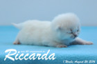 Riccarda ist 1 Woche alt geworden ( 26.08.2016 )