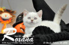 Roxana ist 10 Wochen alt geworden ( 26.10.2016 )