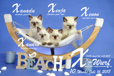 Unser X-Wurf ist 10 Wochen alt ( 16.06.2018 )