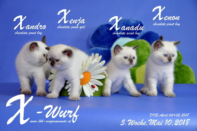 Unser X-Wurf ist 5 Wochen alt ( 10.05.2018 )