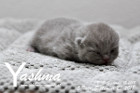 Yashma ist 5 Tage alt ( 23.09.2018 )