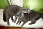 DaVinci ist 5,5 Jahre alt und lebt mit Mary Anne alias Coco in Linz