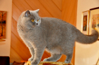 Al Capone alias Tiger lebt in Reichenthal OÖ
