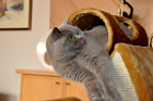 Al Capone alias Tiger lebt in Reichenthal OÖ