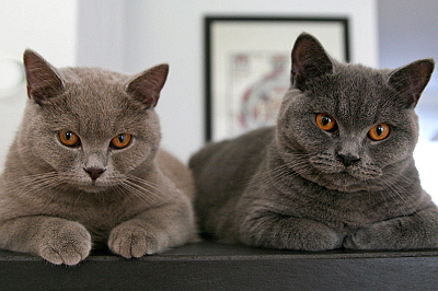Ali Baba und Amadeus alias Fonsi und Diego leben gemeinsam in Enns/NÖ